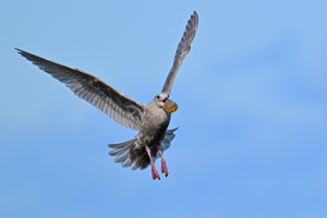 Glaucous-winged Gull